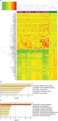 Vitiligo Skin Biomarkers Associated With Favorable Therapeutic Response